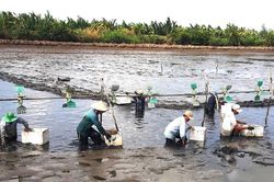 Triển vọng nuôi tôm ở vùng U Minh Thượng