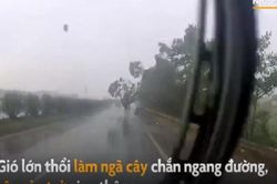 Phản ứng nhanh như cắt, tài xế tránh cây đổ giữa quốc lộ