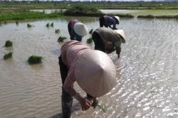 Nhọc nhằn nghề cấy lúa thuê