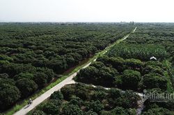Ba mươi ngày 'chiến dịch', nông dân chia nhau 900 tỷ đồng