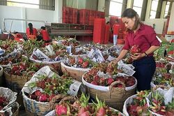 Xuất khẩu trái cây vào EU: Cần tuân thủ truy xuất nguồn gốc