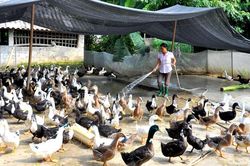 Khơi dậy tính năng động, ý chí làm giàu của nông dân