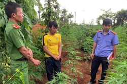Phát hiện hơn 240 cây cần sa trong rẫy cà-phê