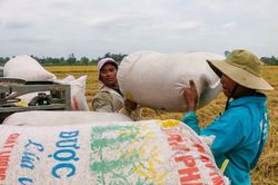 Việt Nam trúng thầu bán 60.000 tấn gạo cho Philippines