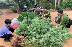 Liên tiếp phát hiện các vụ trồng trái phép cây cần sa tại Đắk Lắk
