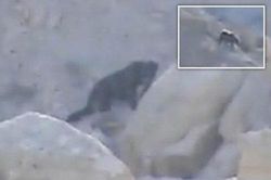 Mỹ xuất hiện sinh vật lạ nghi là quái vật huyền thoại Bigfoot