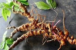 Sẻ chia 'cây tiền tỷ' cùng nhau phát triển kinh tế