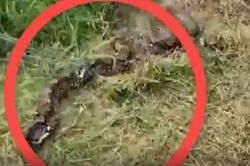 Kinh hoàng trăn Miến Điện siêu to khổng lồ tấn công người