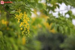 Hà Nội rực rỡ sắc vàng muồng hoàng yến