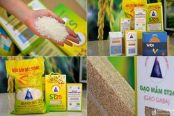 Gạo ST25 - 'Gạo ngon nhất thế giới' lần đầu tiên có mặt tại TP Vinh