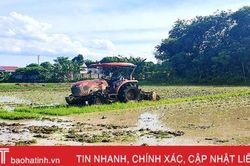 Lộc Hà 'hồi sinh' 20 ha đất sản xuất lúa bỏ hoang nhiều năm trong vụ hè thu