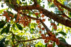 Kiên Giang phát triển kinh tế từ vườn cây du lịch sinh thái