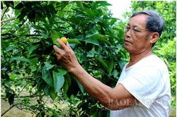 Lạng Sơn: Làm giàu từ mô hình trồng cam