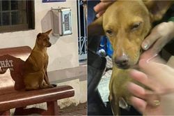 Dân mạng thích thú khi chứng kiến câu chuyện đi lạc của 'cô chó' thông minh, tự biết chạy đến đồn cảnh sát ngồi đợi chủ