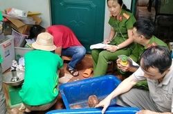 153 cá thể động vật hoang dã được tịch thu và tự nguyện chuyển giao