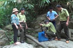 Yên Bái thả ba cá thể kỳ đà hoa về tự nhiên