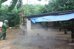 Tái bùng phát dịch tả lợn châu Phi ở Cao Bằng