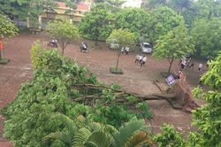 Cây xanh đổ trong cơ sở giáo dục ở Hà Nội