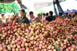 Vải thiều Thanh Hà đã sẵn sàng chinh phục thị trường kỹ tính hàng đầu thế giới