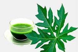 Lợi ích không ngờ từ lá đu đủ có thể bạn chưa biết
