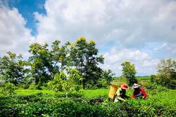 Ngắm hoa muồng trong mưa