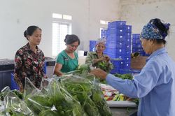 Phát huy vai trò nòng cốt trong phát triển kinh tế tập thể