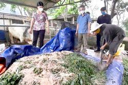 Hùng Mỹ thực hiện ủ chua thức ăn cho gia súc