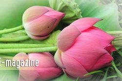 Mùa sen tháng SauƯớ́c vọng từ nghề đan lát Dẻo thơm bánh dày vừng đen của người Tày'Phép màu' nhờ lòng kiên nhẫn 'Nghệ sỹ làng' phiêu cùng nhạc cụ dân tộcKỷ vật của người lính Điện BiênNgát hương làng hoa Lý Nhân