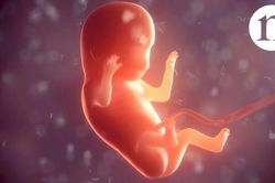 Nghiên cứu về giai đoạn phát triển chưa từng khám phá của bào thai