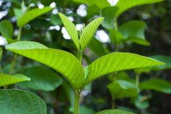 Không chỉ ngừa tiểu đường, nước lá ổi còn gây bất ngờ với tác dụng điều trị ung thư