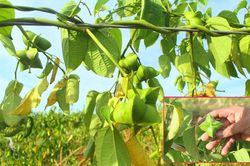 Nông dân Nghệ An đầu tiên trồng Sachi cây 'vua của các loài hạt'