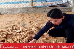 15.000 con gà giống được trao cho các hộ dân ở Thạch Hà