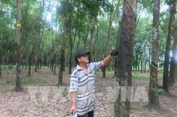 Nhiều doanh nghiệp cao su 'bối rối' khi xây dựng kế hoạch kinh doanh 2020