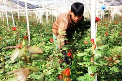 Thị trường xuất khẩu hoa dần phục hồi