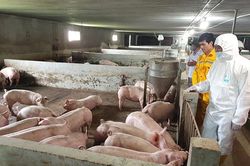 Tái đàn lợn an toàn, bền vững