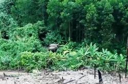 Phát hiện hai cá thể voi rừng ở Quảng Nam