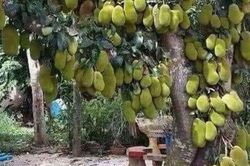 Khoe cây mít 'siêu mắn' khổ chủ nhận về toàn câu hỏi 'đắng'