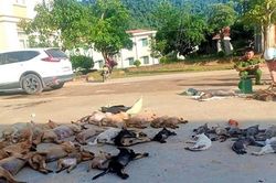 Từ Hải Dương vào Thanh Hóa trộm chó, mèo