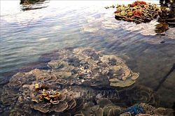 Mê mẩn những rạn san hô rực rỡ sắc màu ở 'thủy cung trên cạn' Gành Yến