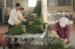 Hải Dương: Cựu quân nhân làm giàu từ cây mủa