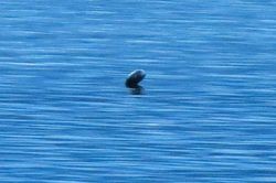 Sinh vật bí ẩn giống quái vật hồ Loch Ness xuất hiện ở hồ nước Canada