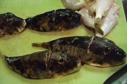 Ngư dân bị kết án vì cho bạn ăn cá nóc có độc tính cao