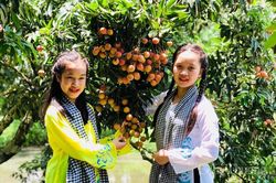 Lục Ngạn điểm hẹn mùa vải chín