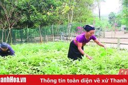 Để ổn định vùng nguyên liệu cho các nhà máy chế biến lâm sản