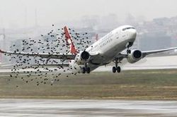 Điều gì sẽ xảy ra khi những chú chim lao vào động cơ máy bay?