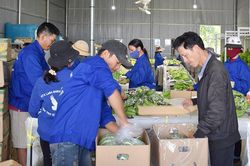 Người phụ nữ tìm thị trường cho chuối Laba