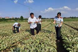 Hà Nội đi đầu trong việc hạn chế sử dụng thuốc bảo vệ thực vật