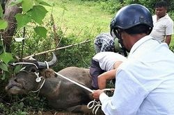 Người phụ nữ bị trâu húc tử vong