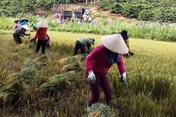 Những mô hình 'làm theo' thiết thực của phụ nữ Đăk Tô
