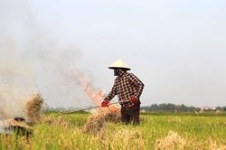 Cảnh báo ô nhiễm môi trường do đốt rơm rạ